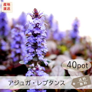 AWKEv^X40PotZbgijԕc@ԁ@CObVK[f@A@@OhJo[@񂹐A