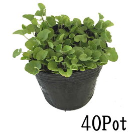 楽天市場 芝生 常緑の通販