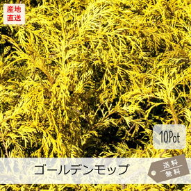 ゴールデンモップ10Potセット（送料無料）常緑低木苗　15.0cmVP(大株)　コニファー　黄葉　カラーリーフ