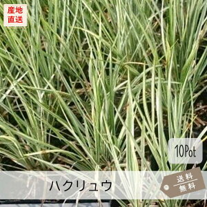 nNE10PotZbgijOhJo[@J[[t@@񂹐A@K[fjO