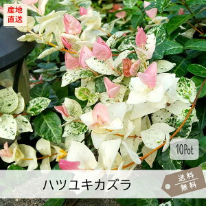 ncLJYiJYj10PotZbgijԕc@J[[t@sNt@񂹐A@K[fjO