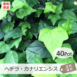 wfEJiGVX40PotZbgijACr[@OhJo[@c@΁@@@K[fjO