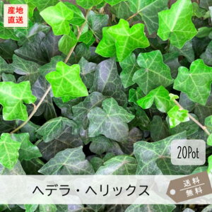 wfEwbNX20PotZbgijACr[@OhJo[@c@΁@@@K[fjO