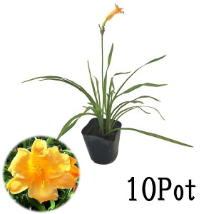 苗 グランドカバー 宿根草 セットの人気商品 通販 価格比較 価格 Com