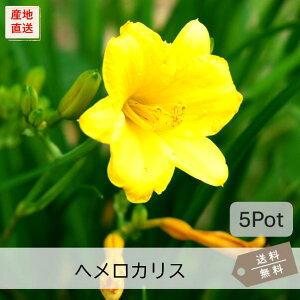 wJXEXefI5PotZbgijOhJo[@ԕc@ԁ@K[fjO@h@fC[@