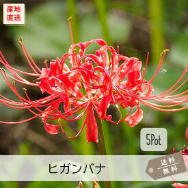 ヒガンバナ5Potセット【※花を切り戻した状態でのお届けになります】（送料無料）花苗　球根植物　赤花