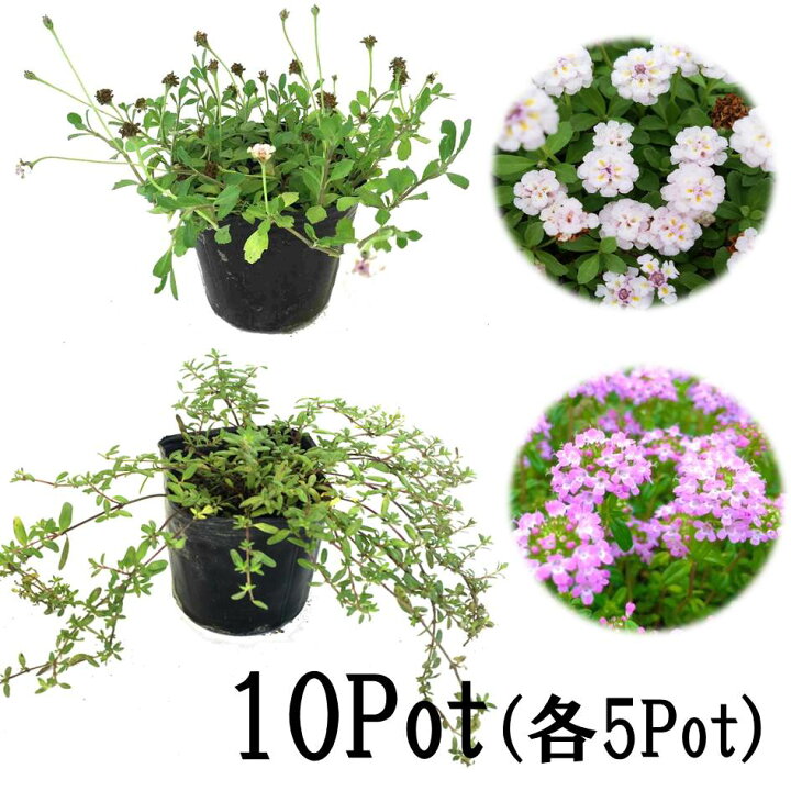 楽天市場 ヒメイワダレソウ クリーピングタイム10potセット 各5pot リピア ロンギカリウス 雑草対策 グランドカバー 苗 ハーブ お台場ガーデンクラブ