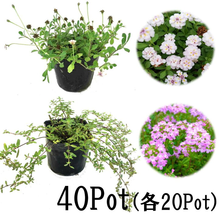 楽天市場 ヒメイワダレソウ クリーピングタイム40potセット 各pot リピア ロンギカリウス 雑草対策 グランドカバー 苗 ハーブ 画像は現状の様子ではありません お台場ガーデンクラブ