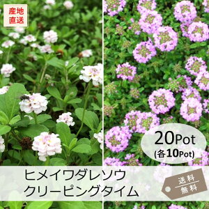 qC_\EEN[sO^C20PotZbg(e10Pot)sA@MJEX@G΍@OhJo[@c@n[uy摜̗͌lqł͂܂Iz