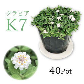 イワダレソウ改良種「クラピア・K7」白花　40Potセット　苗　雑草対策　グランドカバー　（送料無料）