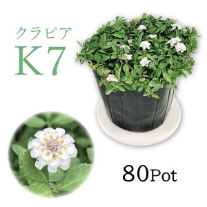 C_\EǎuNsAEK7vԁ@80PotZbg@c@G΍@OhJo[@ij