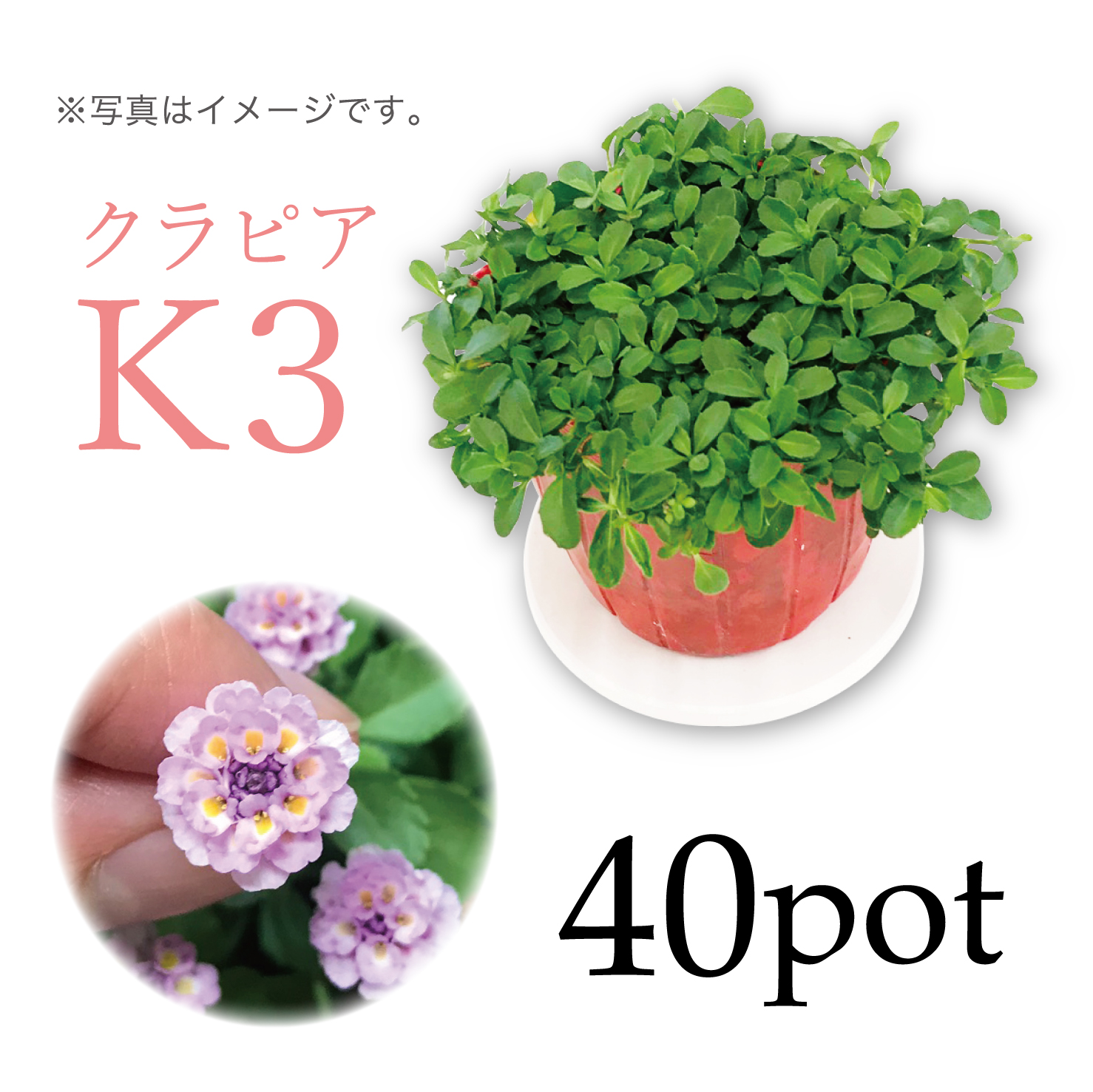 クラピアK3　40Potセット　苗　雑草対策　ピンク花　グランドカバー　（送料無料）