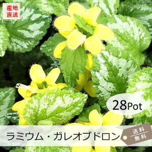 ~EEKIuh28PotZbgijΑEJ[[tEAłEvňĂ₷