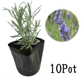 楽天市場 ラベンダー 苗の通販