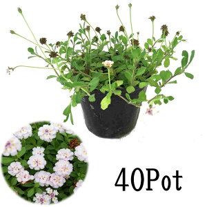 苗 セット 花苗の人気商品 通販 価格比較 価格 Com 苗 セット 花苗の人気商品 通販 価格比較 価格 Com