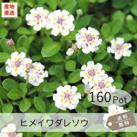 ヒメイワダレソウ（リピア）160Potセット（送料無料）花苗　雑草対策　白花　リッピア　グランドカバー　宿根草【画像は現状の様子ではありません！】