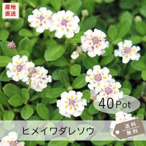 qC_\EisAj40PotZbgijԕc@G΍@ԁ@bsA@OhJo[@hy摜̗͌lqł͂܂Iz