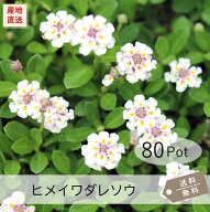 ヒメイワダレソウ（リピア）80Potセット（送料無料）花苗　雑草対策　白花　リッピア　グランドカバー　…