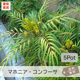 マホニア・コンフューサ5Potセット（送料無料）常緑低木苗　15.0cmVP(大株)　黄花