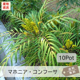 マホニア・コンフューサ10Potセット（送料無料）常緑低木苗　15.0cmVP(大株)　黄花