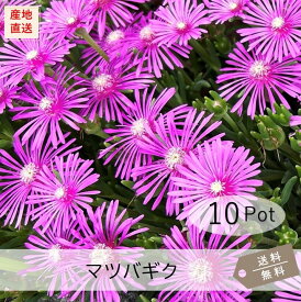 マツバギク10Potセット（送料無料）レイコウ（麗晃）　花苗　多肉植物　セダム　ピンク花　常緑　グランドカバー