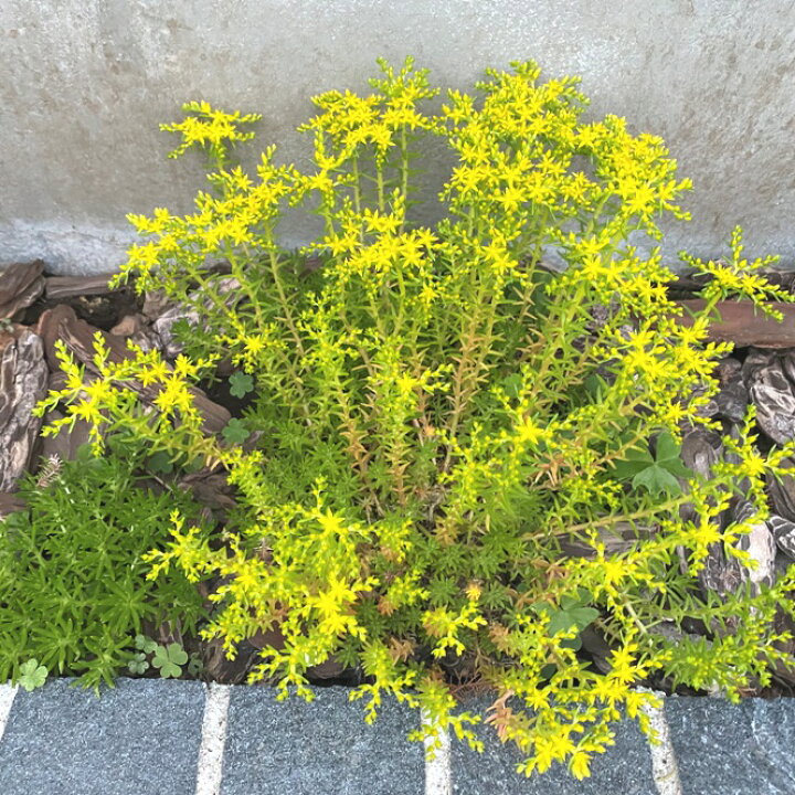 楽天市場】メキシコマンネングサ20Potセット（送料無料）苗 多肉植物 