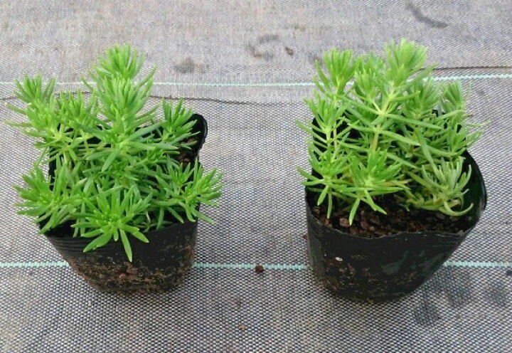 楽天市場】メキシコマンネングサ20Potセット（送料無料）苗 多肉植物 