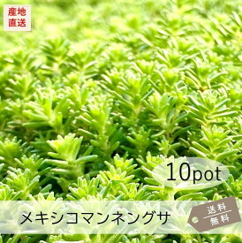 メキシコマンネングサ10Potセット（送料無料）苗　多肉植物　セダム　黄花　常緑　ガーデニング　グランドカバー