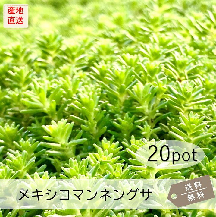 楽天市場】メキシコマンネングサ20Potセット（送料無料）苗 多肉植物 