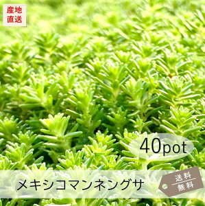 メキシコマンネングサ40Potセット(送料無料)苗 多肉植物 セダム 黄花 常緑 ガーデニング グランドカバー