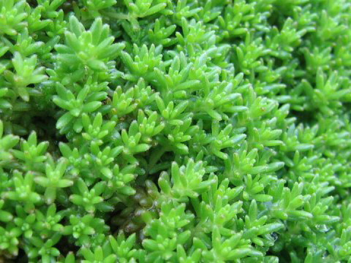 楽天市場 モリムラマンネングサpotセット 173円 Pot 送料無料 苗 多肉植物 セダム 黄花 常緑 ガーデニング グランドカバー お台場ガーデンクラブ