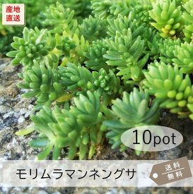 モリムラマンネングサ10Potセット（送料無料）苗　多肉植物　セダム　黄花　常緑　ガーデニング　グランドカバー