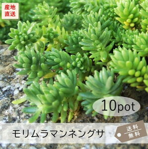 モリムラマンネングサ10Potセット(送料無料)苗 多肉植物 セダム 黄花 常緑 ガーデニング グランドカバー