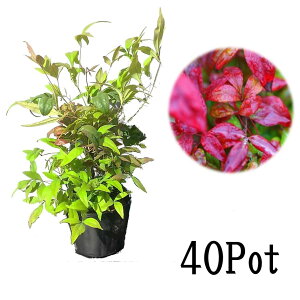 南天 苗の人気商品 通販 価格比較 価格 Com