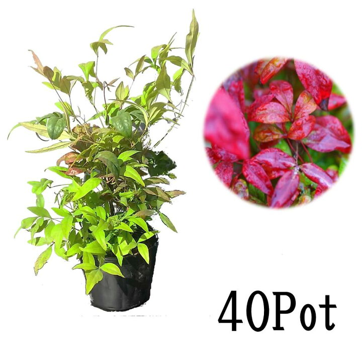 オタフクナンテン40potセット 295円 Pot グランドカバー お多福南天 下草 苗 ガーデニング 送料無料 紅葉 赤葉 常緑 低木