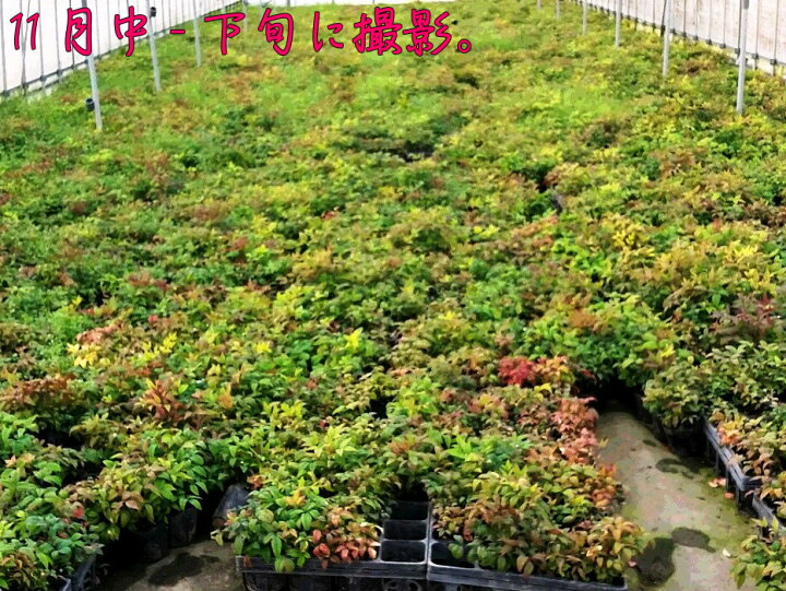 オタフクナンテン40potセット 295円 Pot グランドカバー お多福南天 下草 苗 ガーデニング 送料無料 紅葉 赤葉 常緑 低木
