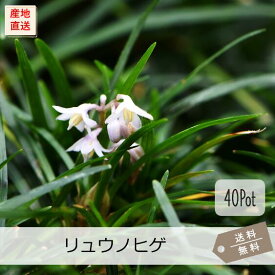 リュウノヒゲ40Potセット（送料無料）苗　グランドカバー　下草　日陰　イングリッシュガーデン　常緑　ガーデニング