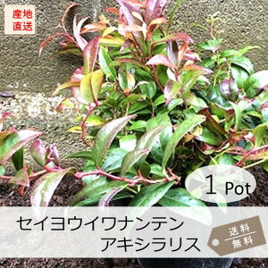ZCECieEALVX1PotijΒؕc@15.0cmVP(劔)@@J[[t@gt
