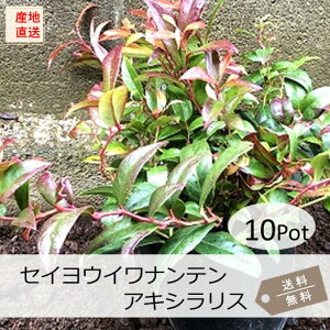 ZCECieEALVX10PotZbgijΒؕc@15.0cmVP(劔)@@J[[t@gt