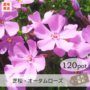 ōEI[^[Y120PotZbgijVoUN@c@ԕc@Z@sN@3|bg@9.0VP@K[fjO@@΁@G΍@N