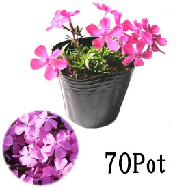 楽天市場 下草 常緑の通販