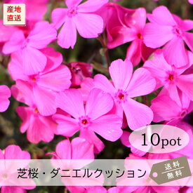 芝桜・ダニエルクッション10Potセット（送料無料）シバザクラ　苗　花苗　濃桃　ピンク　3号ポット　9.0VP　ガーデニング　下草　常緑　雑草対策　多年草