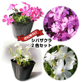 シバザクラ・ピンク10Pot白10Potセット（193円/Pot・送料無料）芝桜　花苗　桃　ピンク　ダニエルクッション　白　モンブラン　ガーデニング　下草　常緑