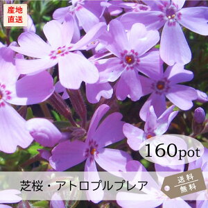 ōEAgvvA160PotZbgijVoUN@ԕc@@sN@K[fjO@@΁@N@