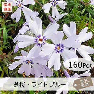 ōECgu[160PotZbgijVoUN@ԕc@F@@ԁ@u[@K[fjO@@΁@N@@OhJo[