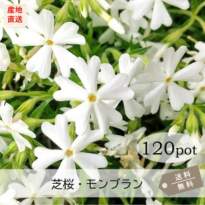 �ō��E�����u����120Pot�Z�b�g�i���������j�V�o�U�N���@�c�@�ԕc�@���@�z���C�g�@3���|�b�g�@9.0VP�@�K�[�f�j���O�@�����@��΁@�G���΍�@���N��
