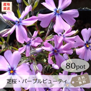 ōEp[vr[eB80PotZbgijVoUN@ԕc@@sN@K[fjO@@΁@N@