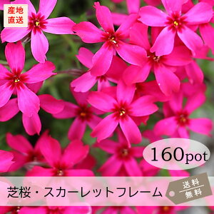 ōEXJ[bgt[160PotZbgijVoUN@c@ԕc@ԁ@bh@3|bg@9.0VP@K[fjO@@΁@G΍@N