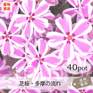 ōE̗40PotZbgijVoUN@ԕc@LfB[XgCv@sN@΁@K[fjO@@΁@N@