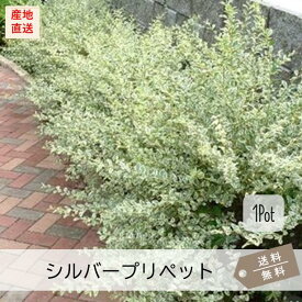 シルバープリペット1Pot（送料無料）常緑低木苗　5号鉢（15.0cmVP）樹高：30～40cm程　　カラーリーフ　斑入り